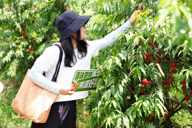 华润万家“焕乡行动”走进蒙阴产地，直采直供蒙阴蜜桃今夏上市(图4)